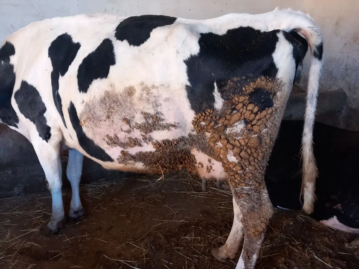 گاو شیری هلشتاین|حیوانات مزرعه|ویلکیج, |دیوار