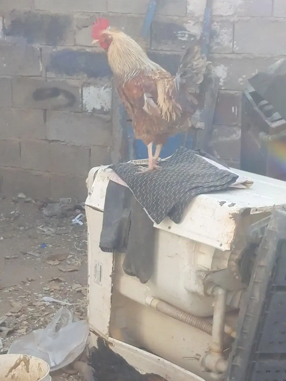 خروس|حیوانات مزرعه|سمنان, |دیوار