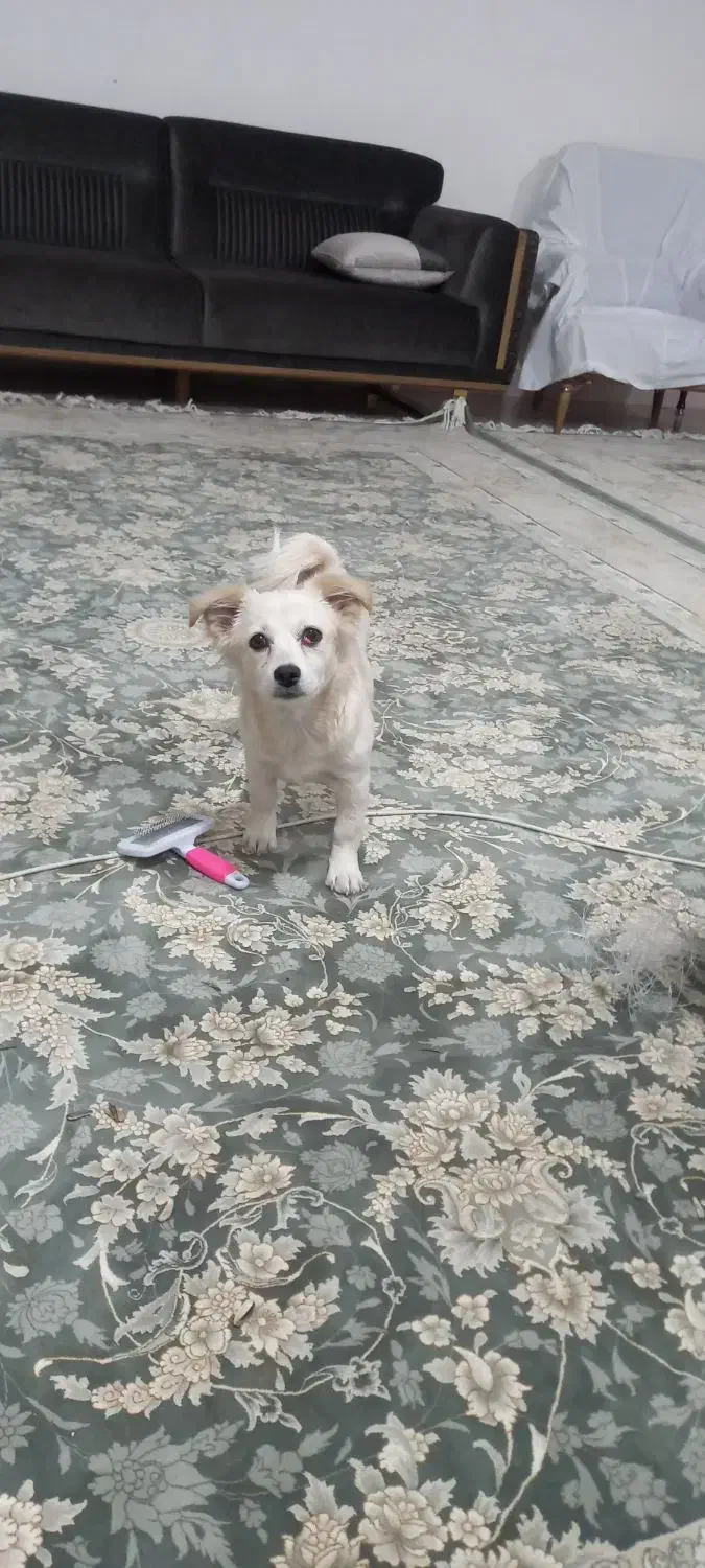 واگذاری سگ اشپتز ماده پنج ماهه|سگ|کرمانشاه, |دیوار