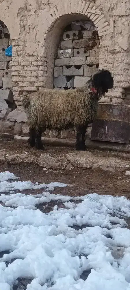 نرمیش|حیوانات مزرعه|فارسان, |دیوار