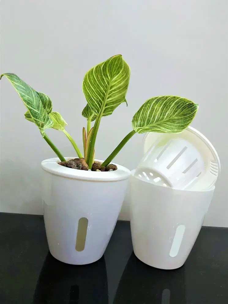 گلدان هیدروپونیک|گل و گیاه طبیعی|آمل, |دیوار