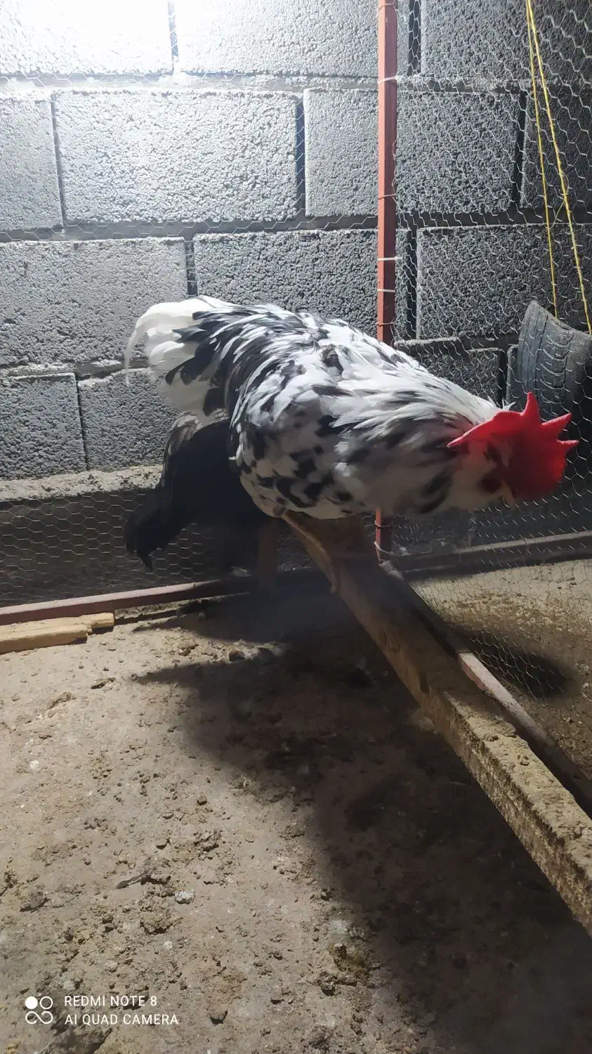 خروس ریش گلین|حیوانات مزرعه|گمیشان, |دیوار