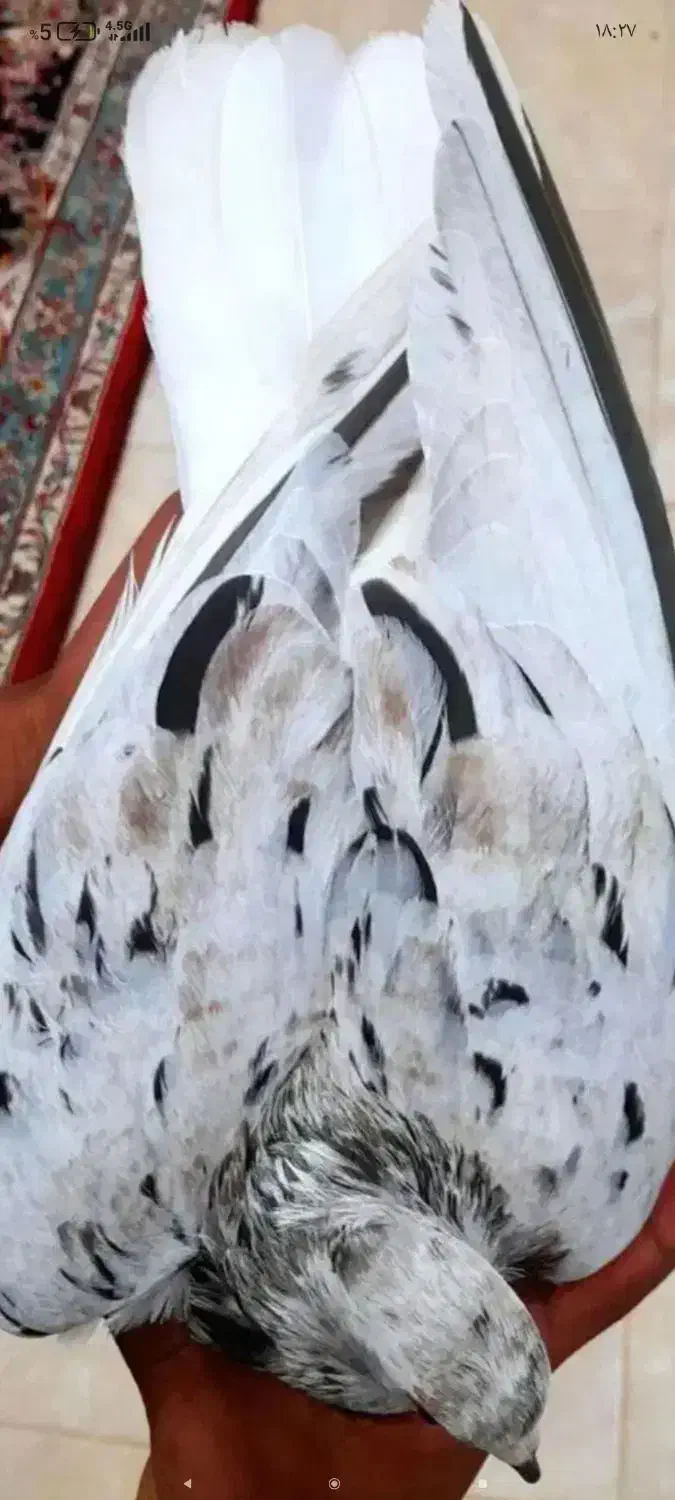 کوهی دم سفید نر|پرنده|اهواز, ۲۰۰۰واحدی|دیوار