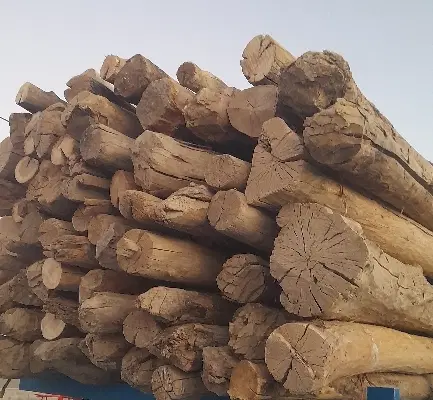 خرید چوب|خدمات باغبانی و درختکاری|اراک, |دیوار