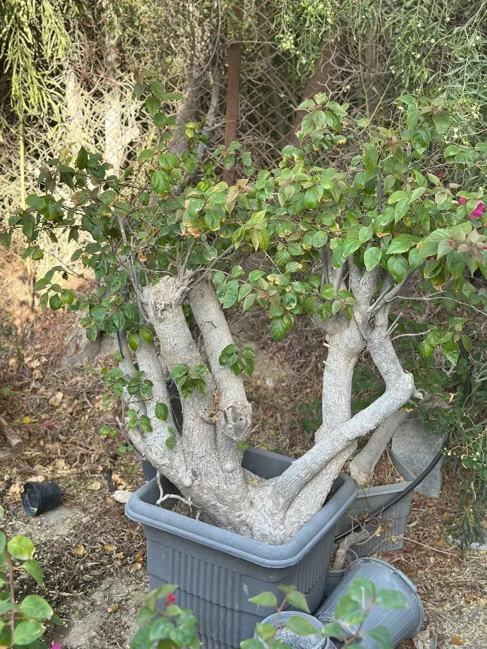 بونسای گل کاغذی و گلدان بونسای|گل و گیاه طبیعی|کرمان, |دیوار