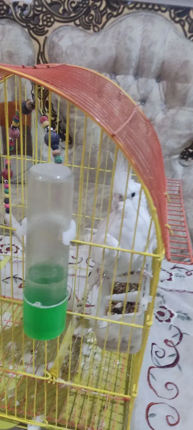 عروس هلندی آلبینو دستی|پرنده|شادگان, |دیوار