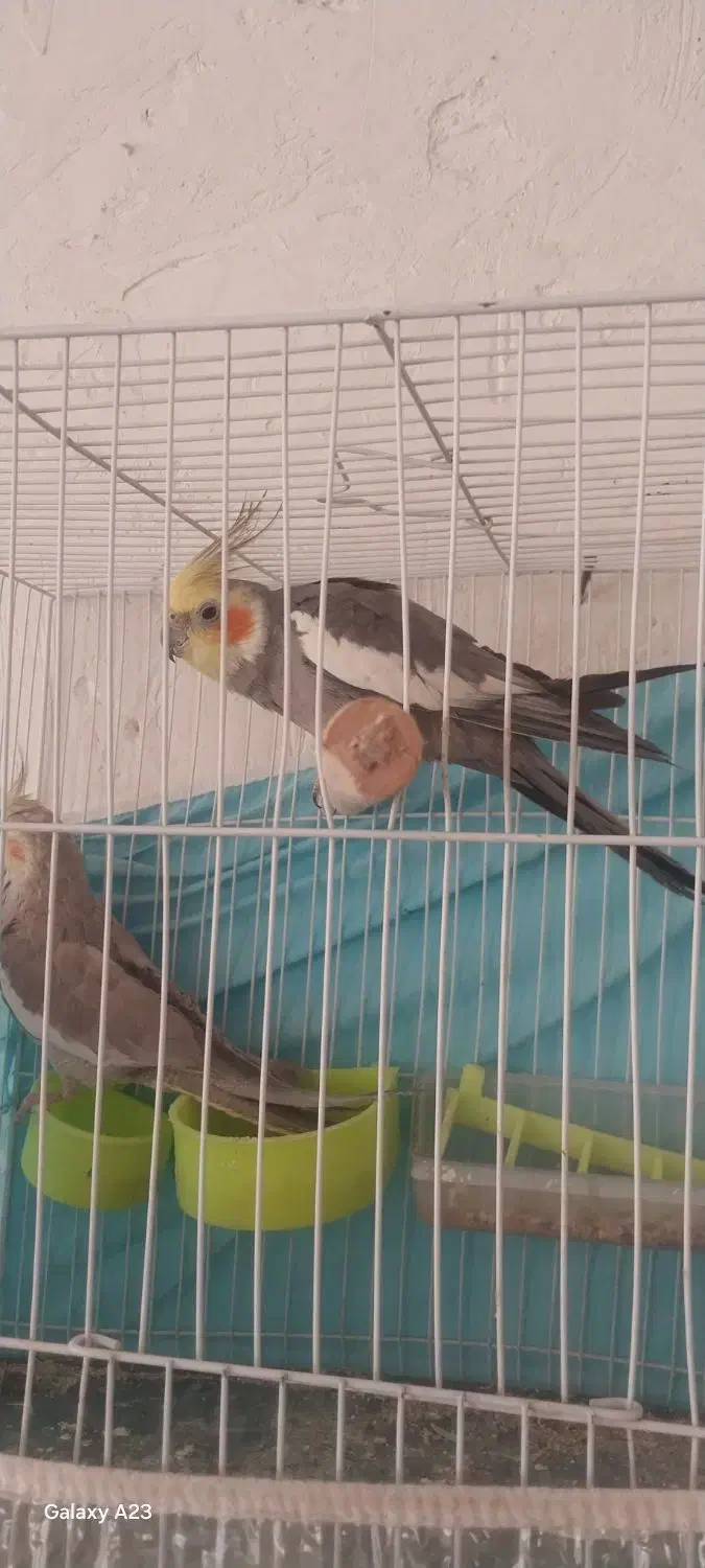 عروس هلندی|پرنده|مشهد, امیرآباد|دیوار