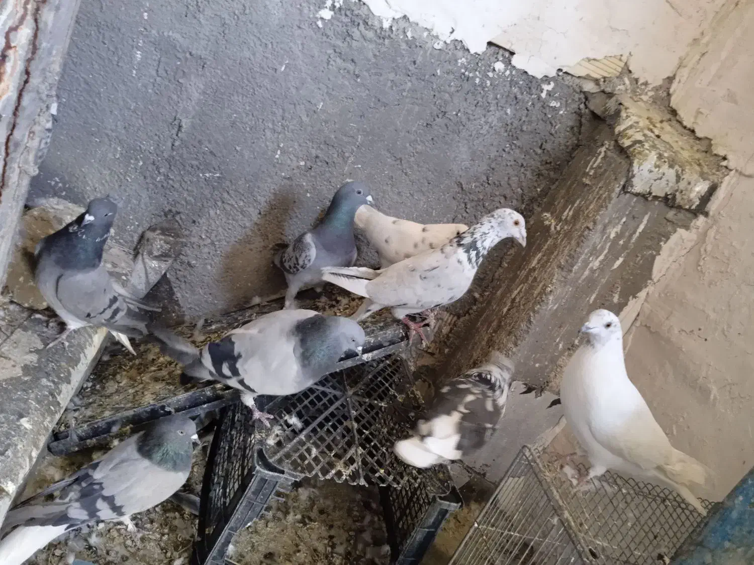 کبوتر پرشی وبازی کن|پرنده|بروجن, |دیوار