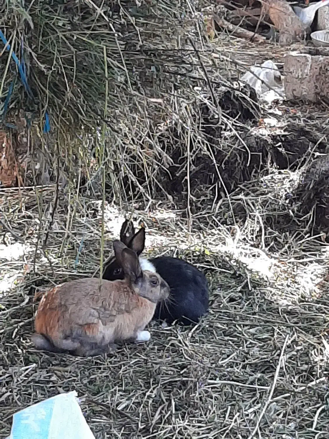 دوجفت خرگوش|موش و خرگوش|مشگین شهر, |دیوار