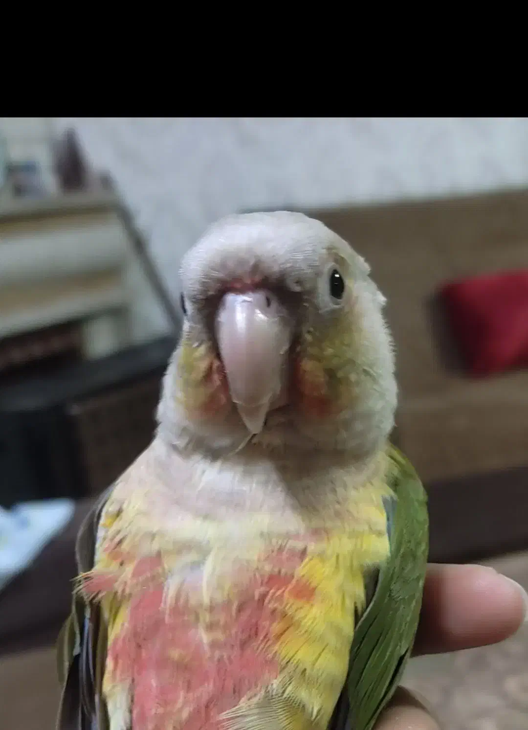 گرینچیک|حیوانات|مشهد, سرافرازان|دیوار