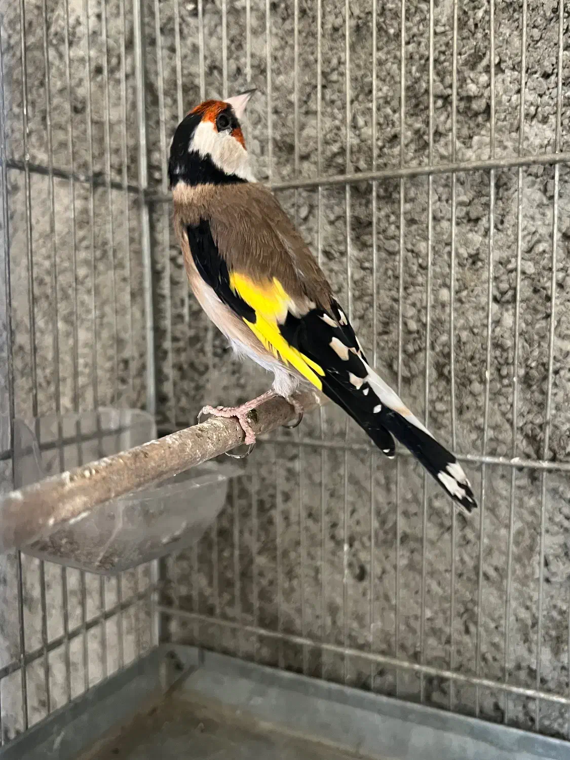 سهره|پرنده|قدس, شهر‌قدس|دیوار