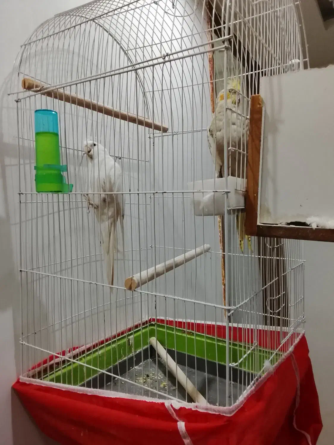 عروس هلندی خواص|پرنده|دلوار, |دیوار