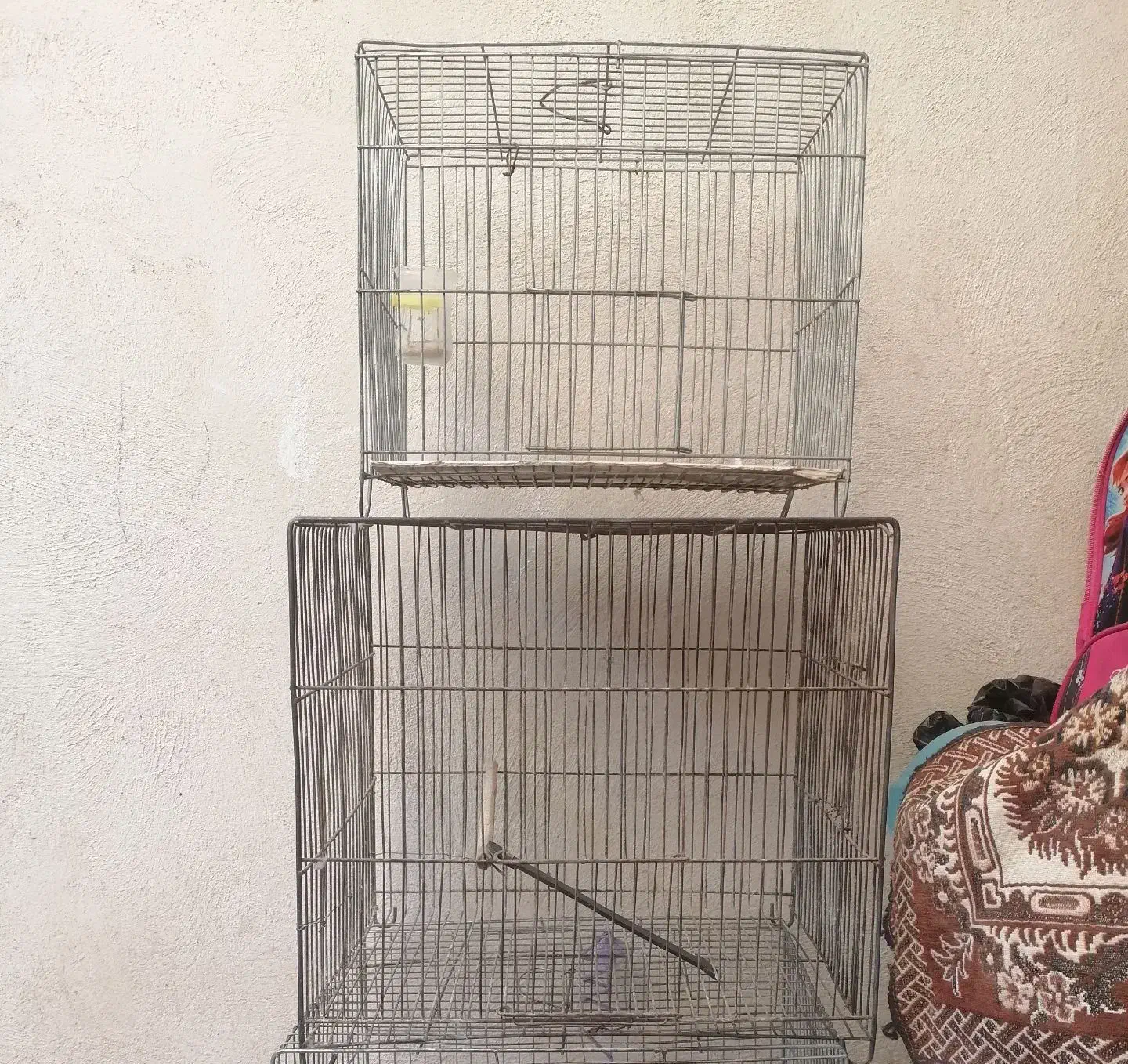 جفت مرغ عشق مولد|پرنده|بومهن, |دیوار