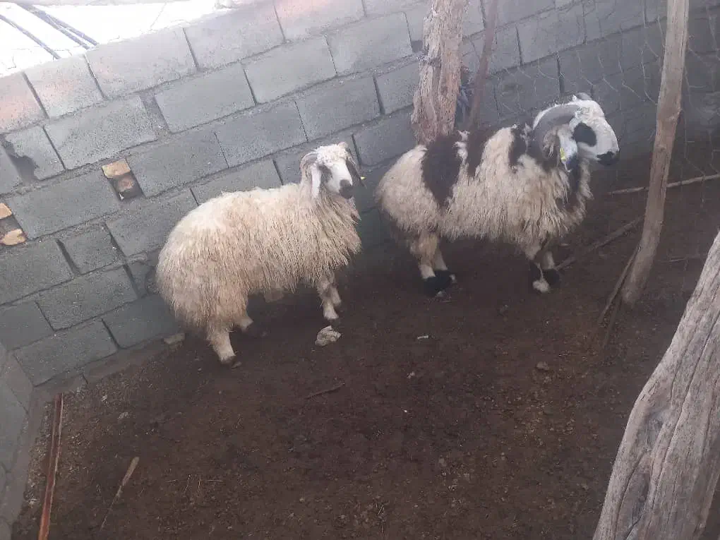 بره|حیوانات مزرعه|حور, |دیوار