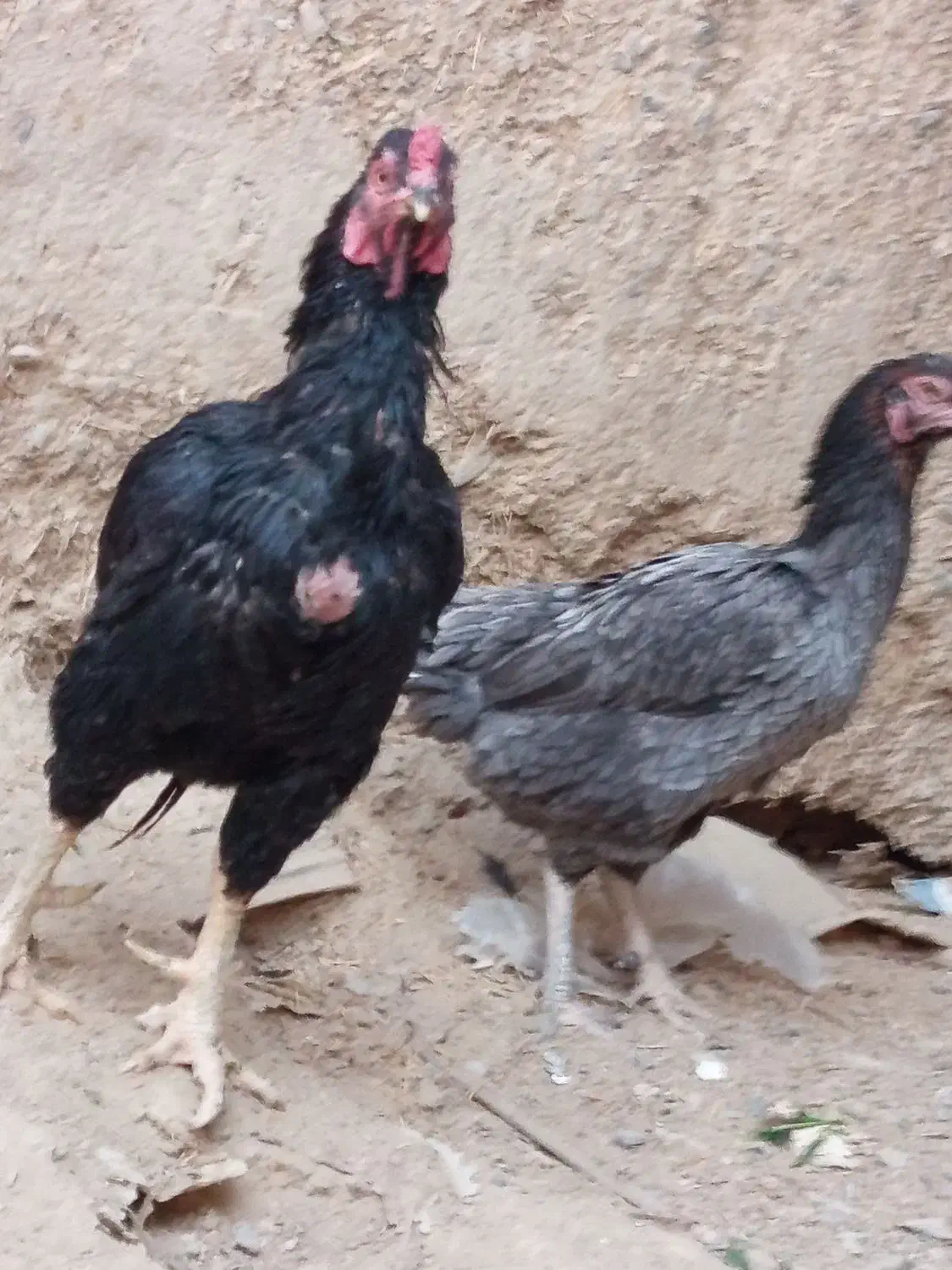 مرغ و خروس نسل دار ضمانتی|حیوانات مزرعه|مهرستان, |دیوار