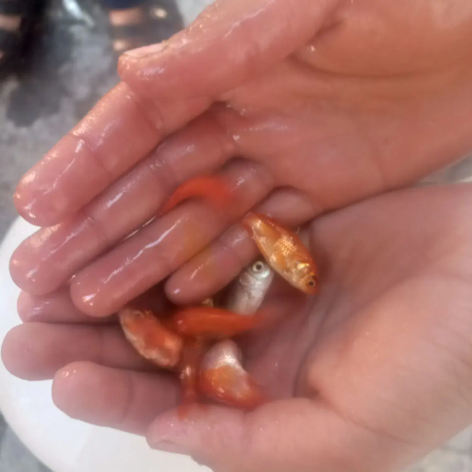 ماهی عید|ماهی|قم, شهرک امام حسین|دیوار