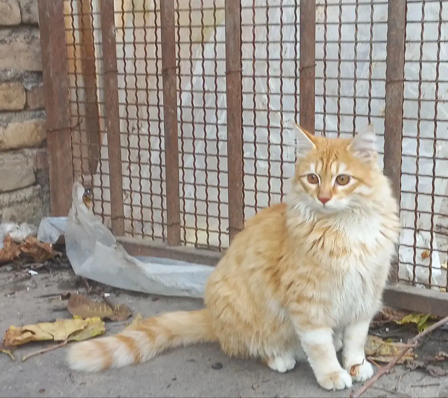 گربه پرشین|گربه|گرگان, |دیوار