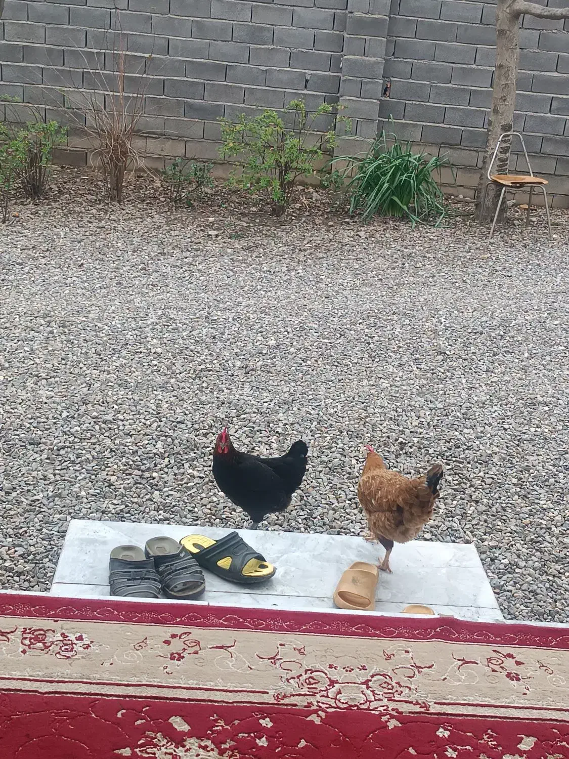 مرغ محلی|حیوانات مزرعه|خان ببین, |دیوار