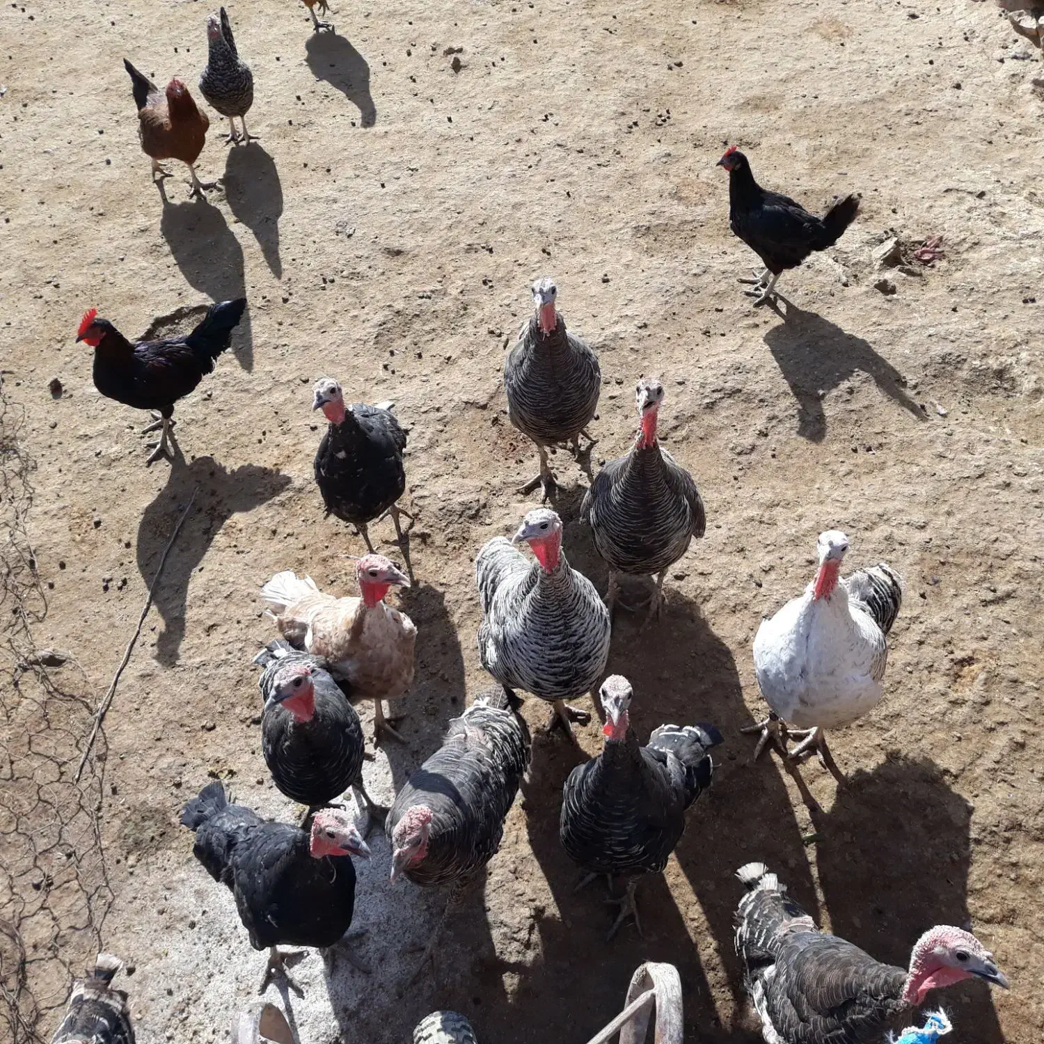 بوقلمون|حیوانات مزرعه|کوهدشت, |دیوار