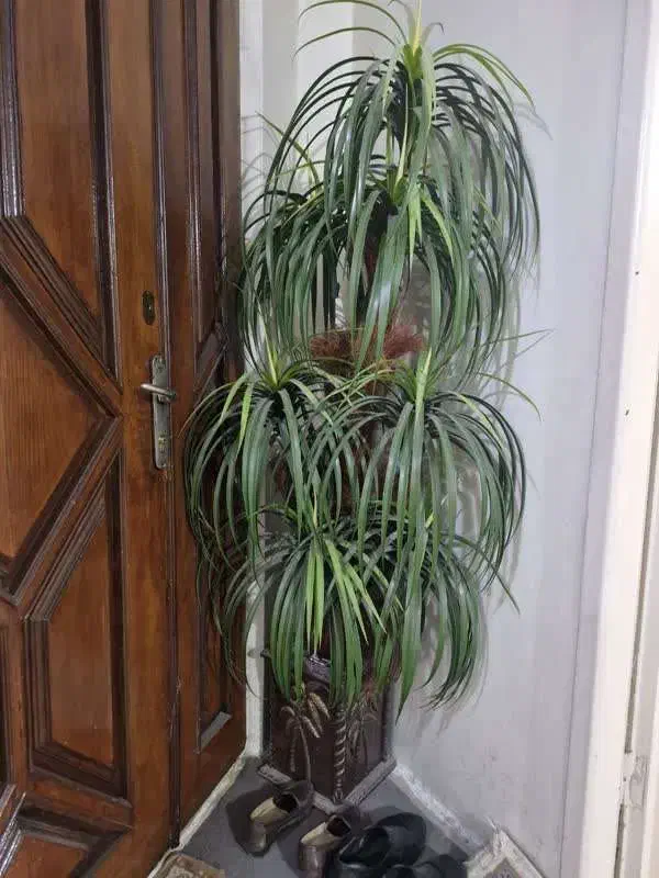 درختچه مصنوعی نخل|گل مصنوعی|مشهد, حجاب (شهرک غرب)|دیوار