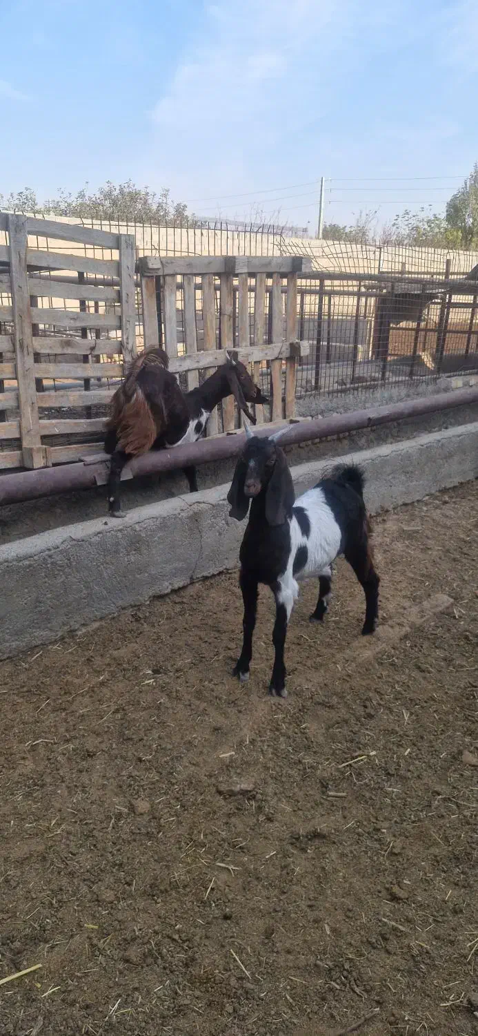 ۲راس بزغاله ماده پاکستانی|حیوانات مزرعه|شاهدشهر, |دیوار