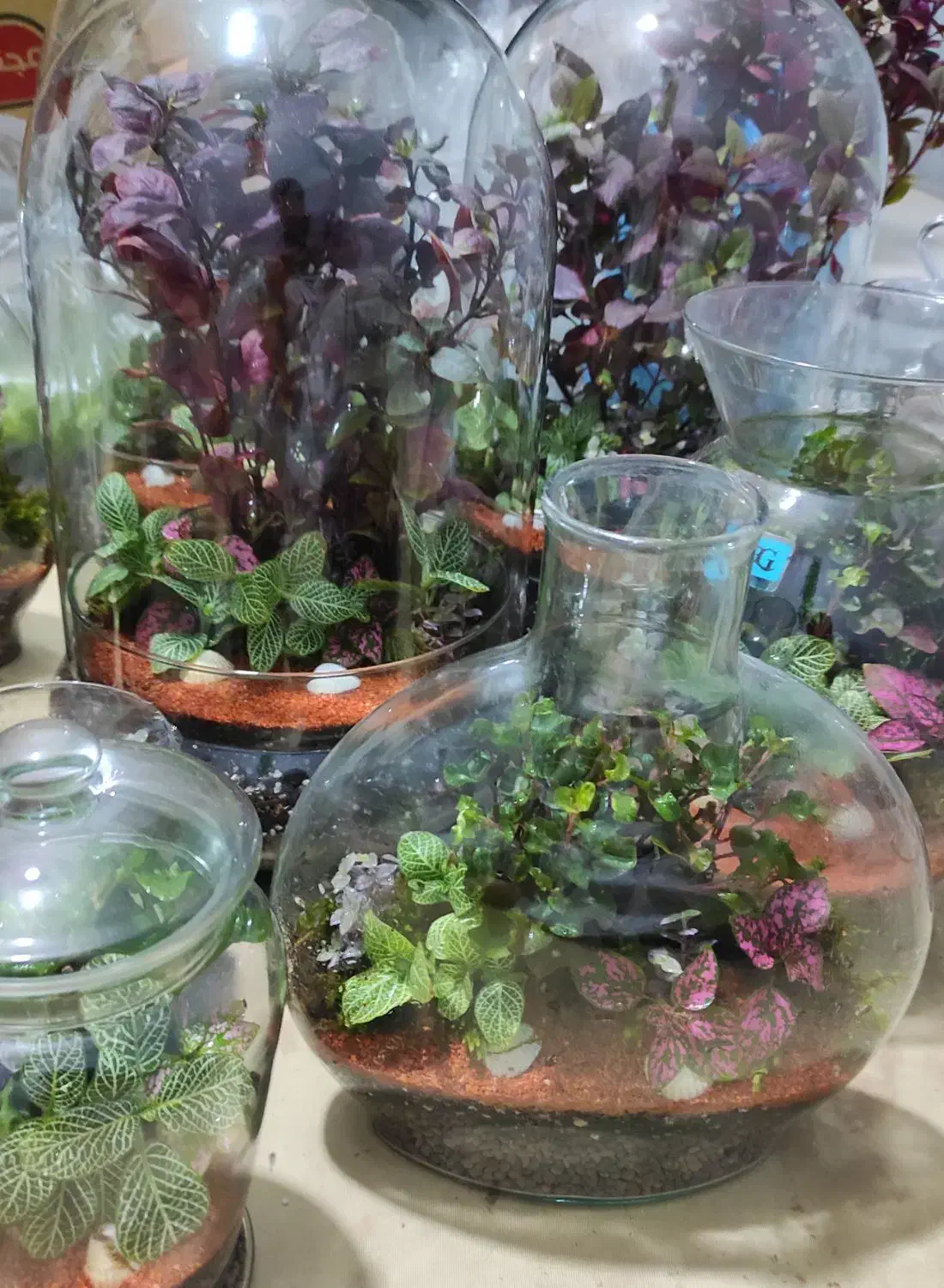 تراریوم تک|گل و گیاه طبیعی|تهران, مشیریه|دیوار