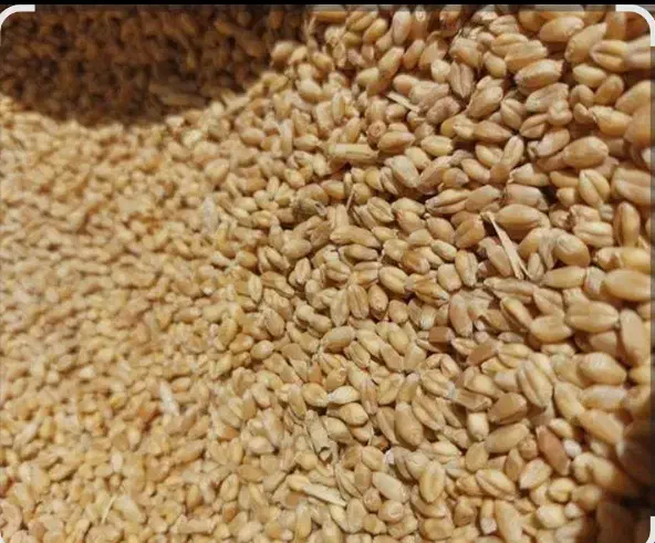 گندم میهن چاق وصاف|خوردنی و آشامیدنی|قوچان, |دیوار