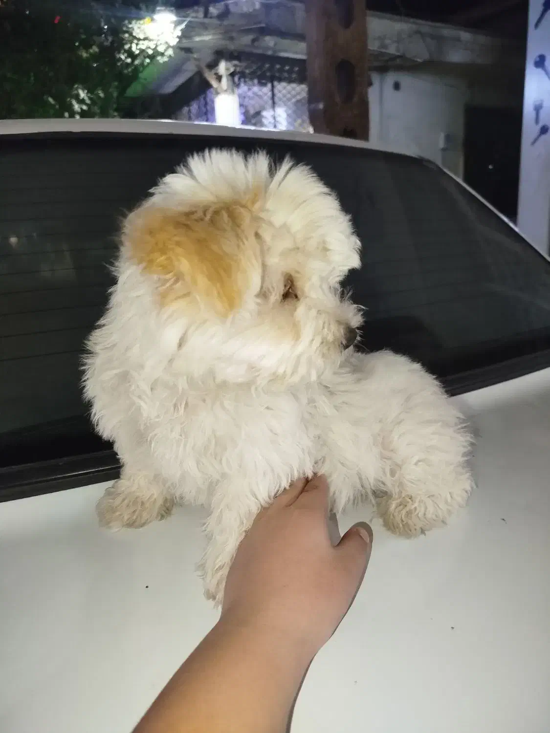 توله شیتزو دوماه ونیم|سگ|ورامین, ورامین|دیوار