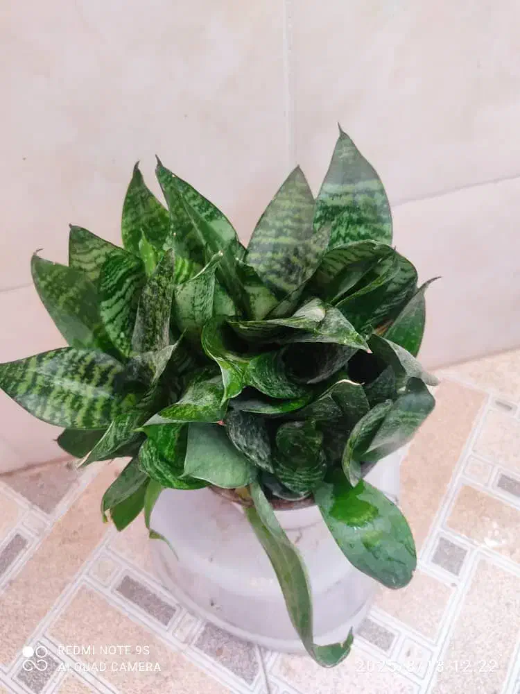 گلهای آپارتمانی|گل و گیاه طبیعی|کازرون, |دیوار