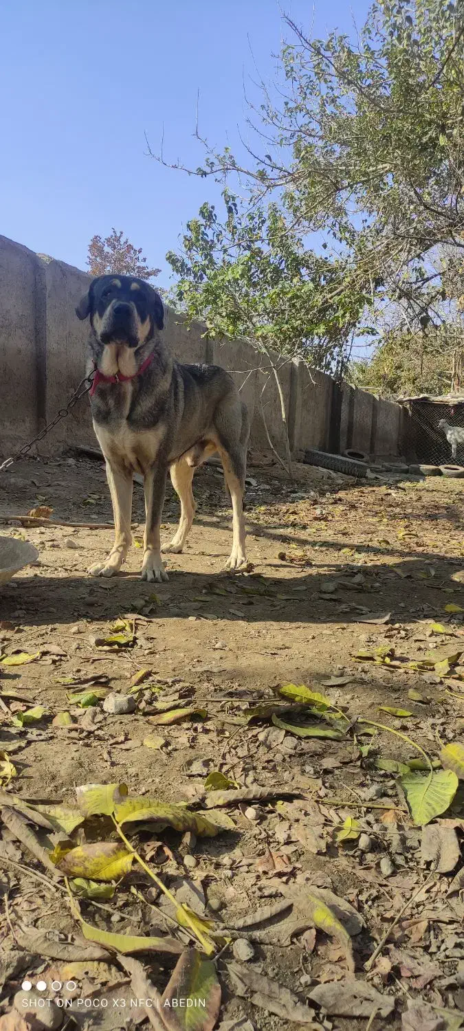 سگ پژدر|سگ|محمدشهر, شهرک چمران|دیوار