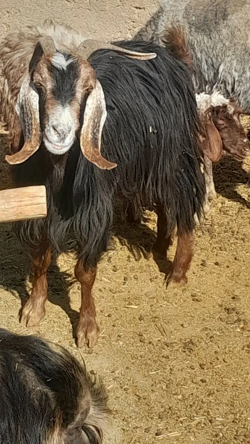 گیسه کهره دار و بز رومایه جوان|حیوانات مزرعه|مرودشت, ده بید|دیوار