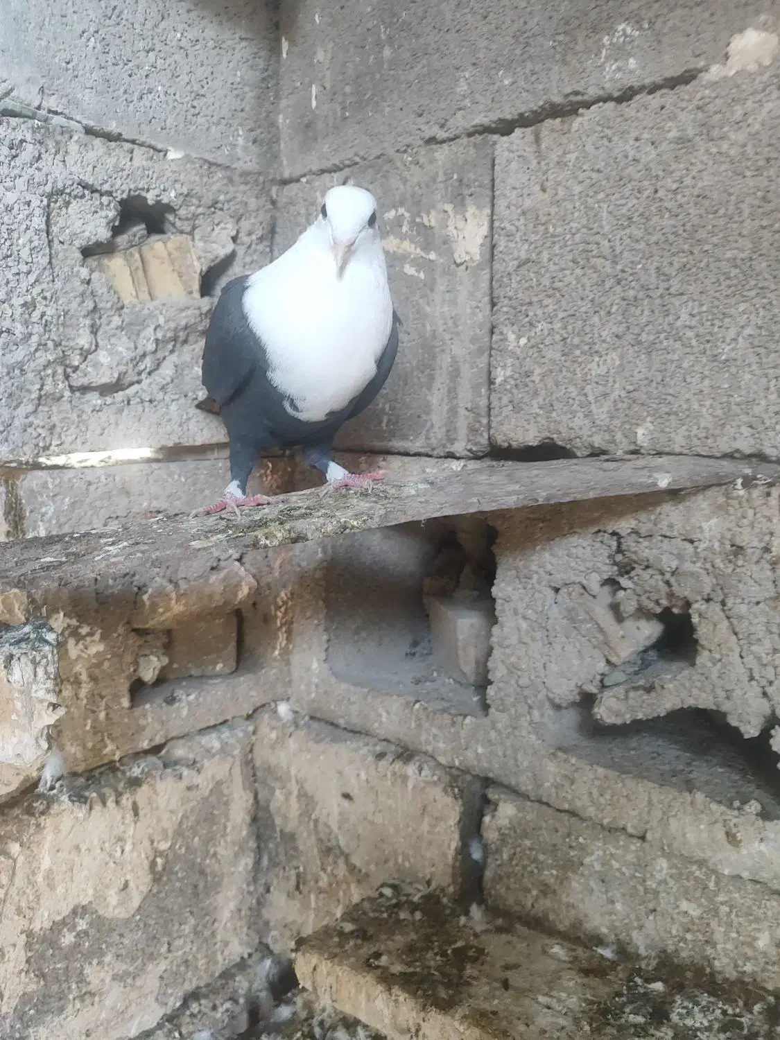 کبوتر کله سفید ماده جوان سالم سالم به شرط تخم وبچ|پرنده|گتوند, |دیوار