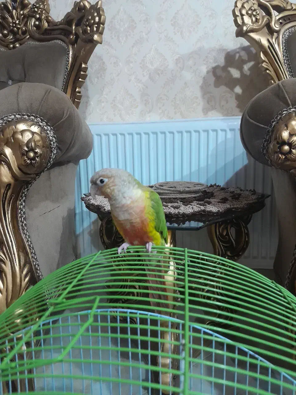 پرنده گرینچیک|پرنده|ملایر, |دیوار