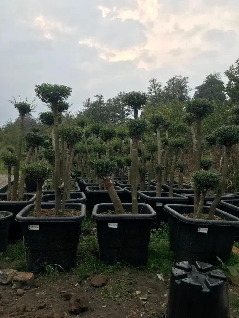 مورت سه کله|گل و گیاه طبیعی|عباس‌آباد, |دیوار