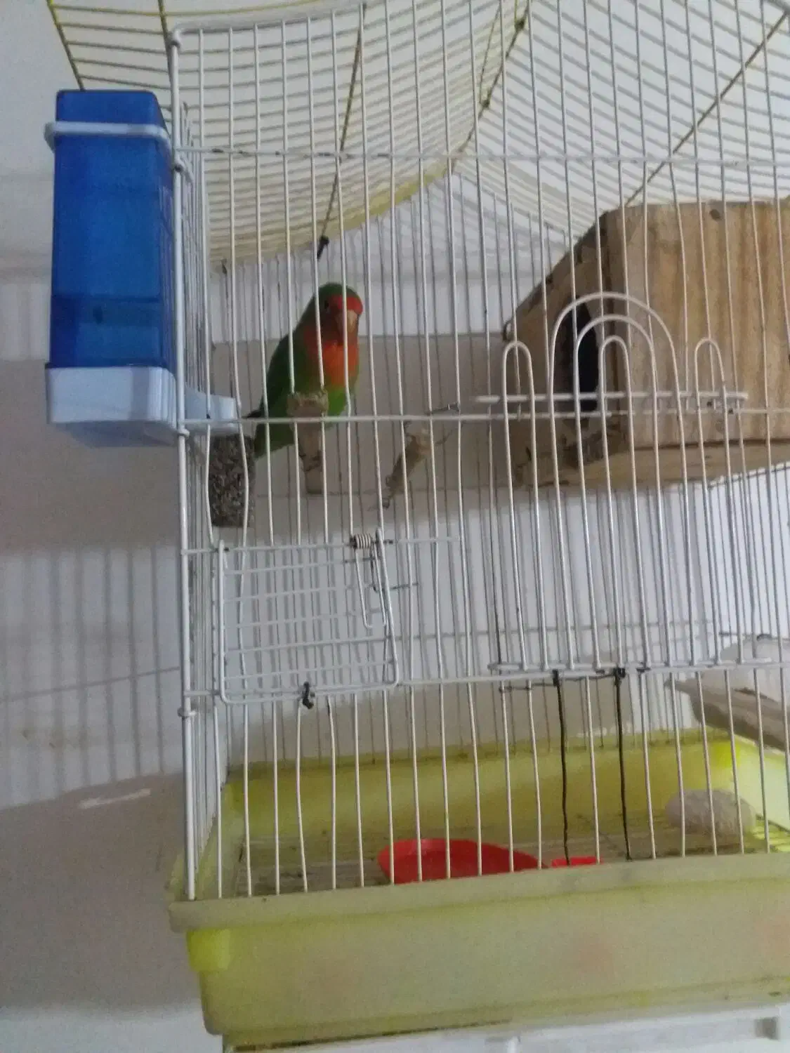 ی جفت عروس هلندی و یک طوطی برزیلی|پرنده|کوهدشت, |دیوار