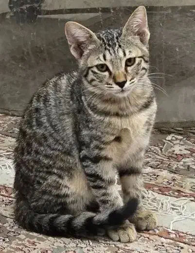 واگذاری گربه ۴ماه|گربه|پاکدشت, پاکدشت (مامازند)|دیوار