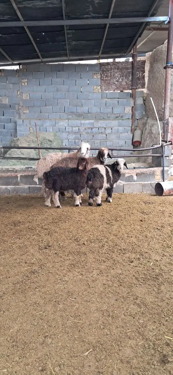 میش بره دار|حیوانات مزرعه|مرودشت, نقش رستم|دیوار