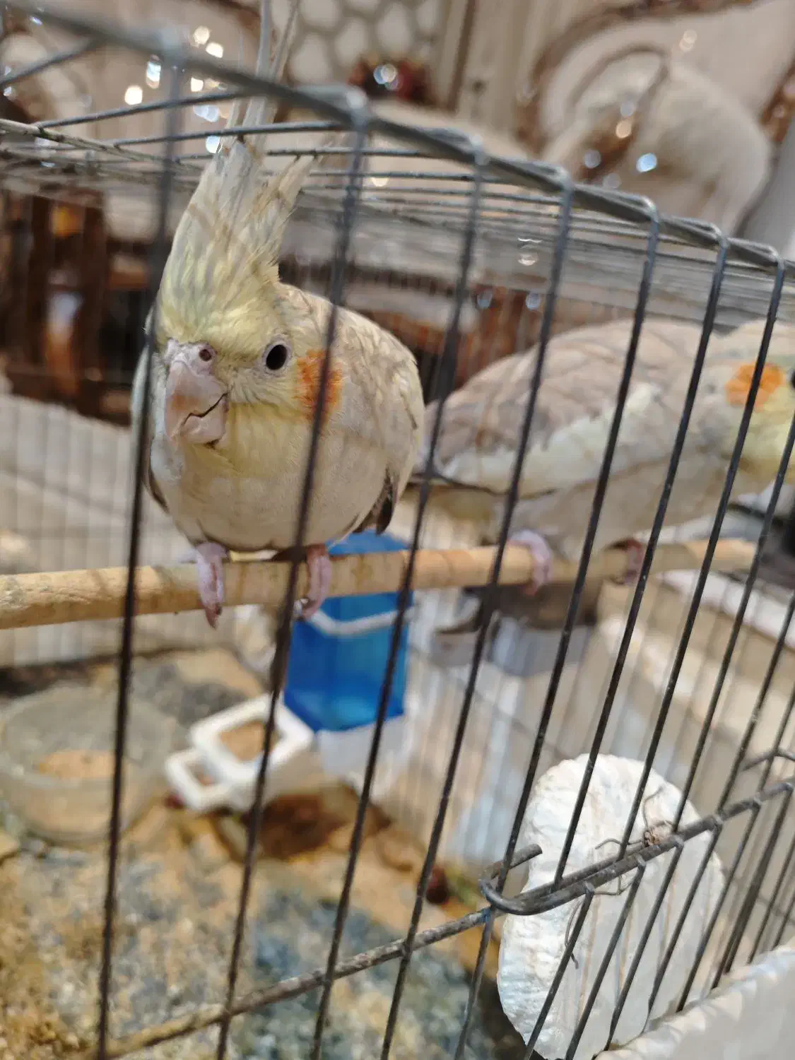 عروس هلندی ماده دون خور آماده برای دستی شدن|پرنده|تهران, منیریه|دیوار