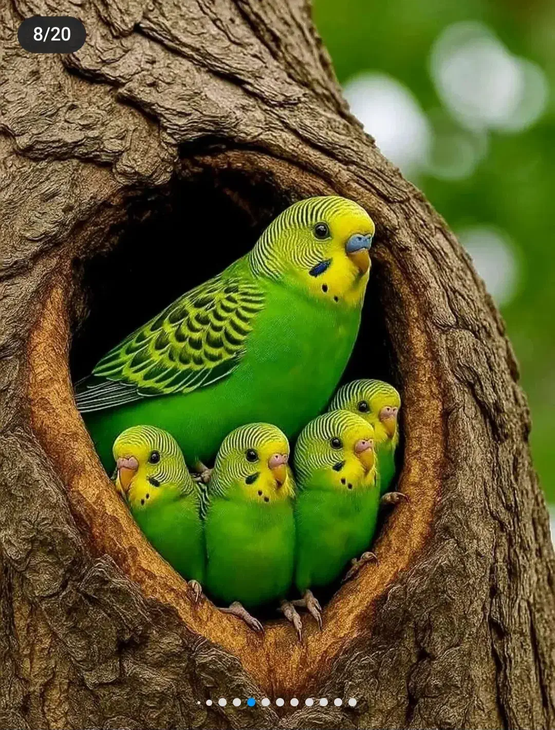 مرغ عشق|پرنده|شیراز, بازار|دیوار