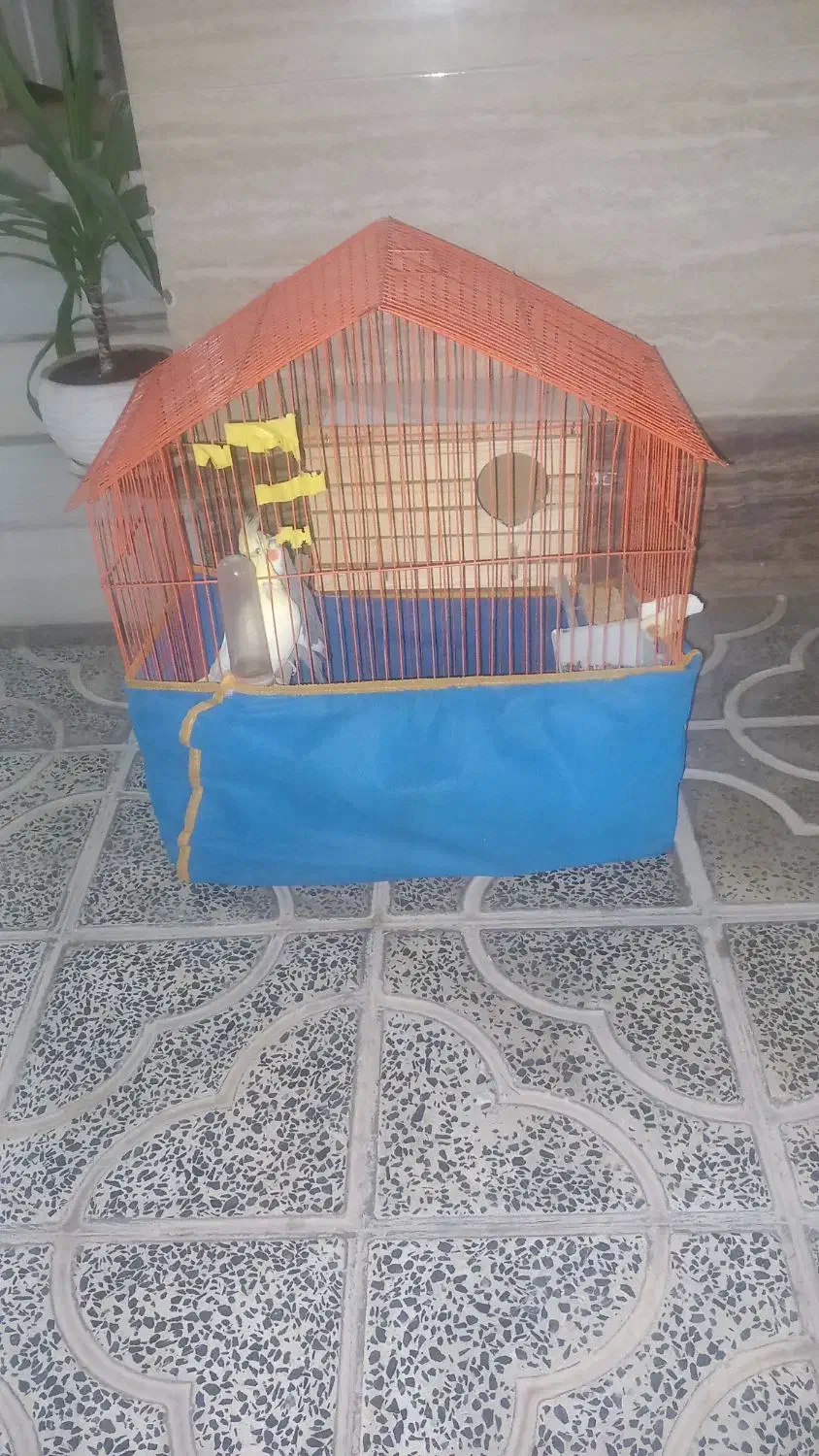 عروس هلندی مولد|پرنده|آبدانان, |دیوار