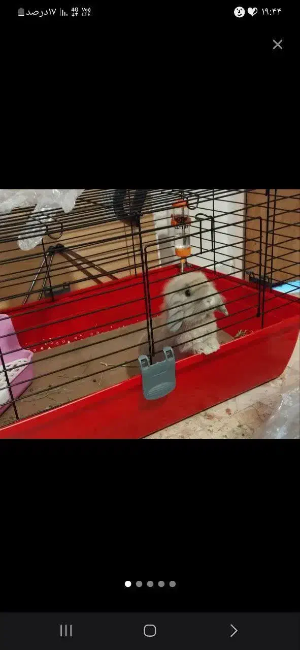 خرگوش لوپ باهمه وسایل و قفس|موش و خرگوش|اسلام‌شهر, باغ فیض|دیوار