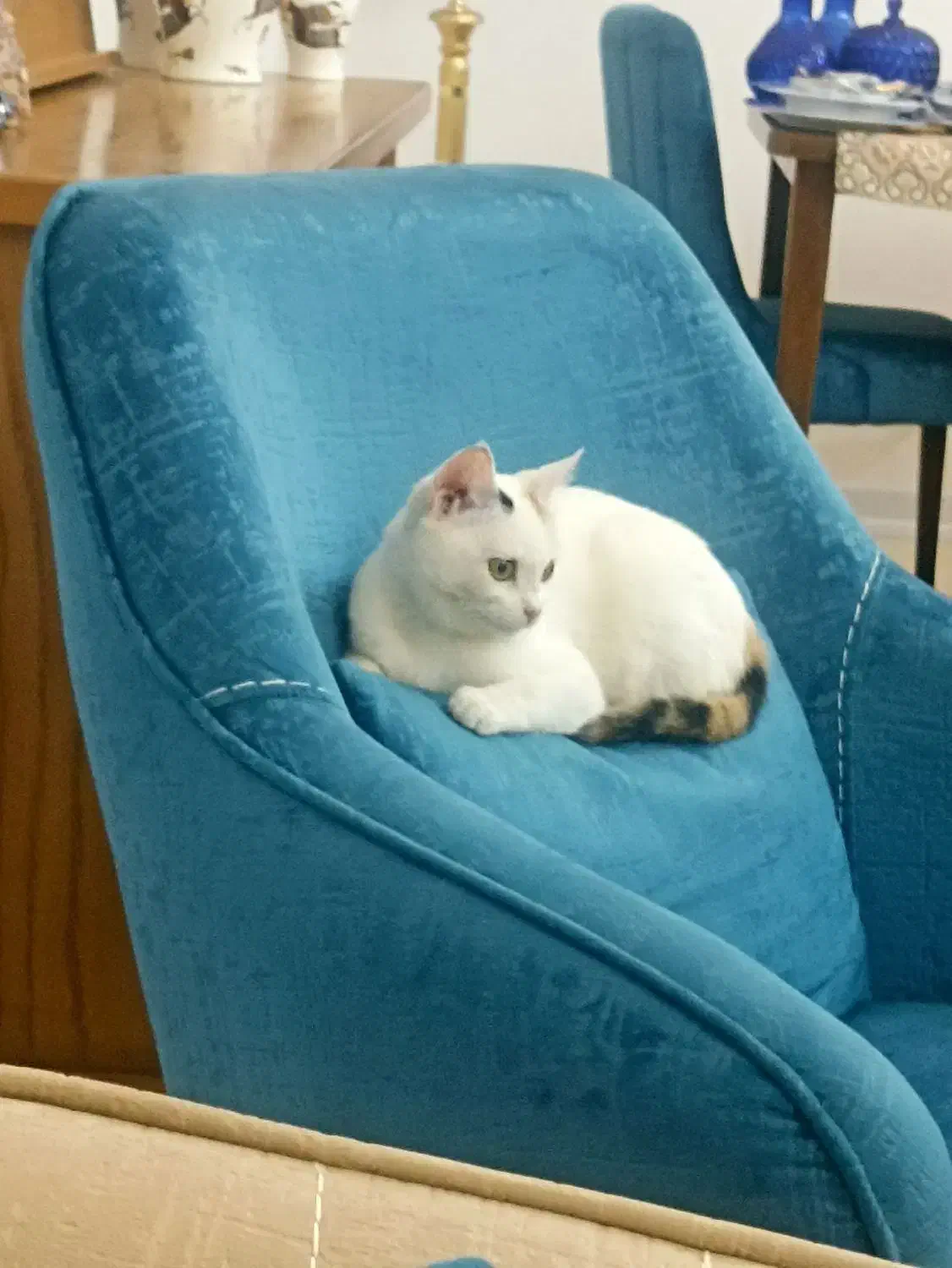 واگذاری گربه|گربه|زنجان, |دیوار