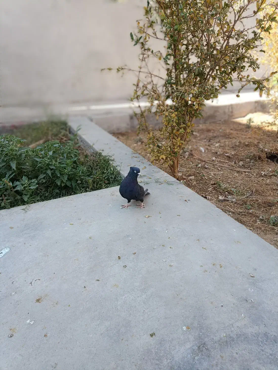 زاغ آبادانی|پرنده|اردکان, |دیوار