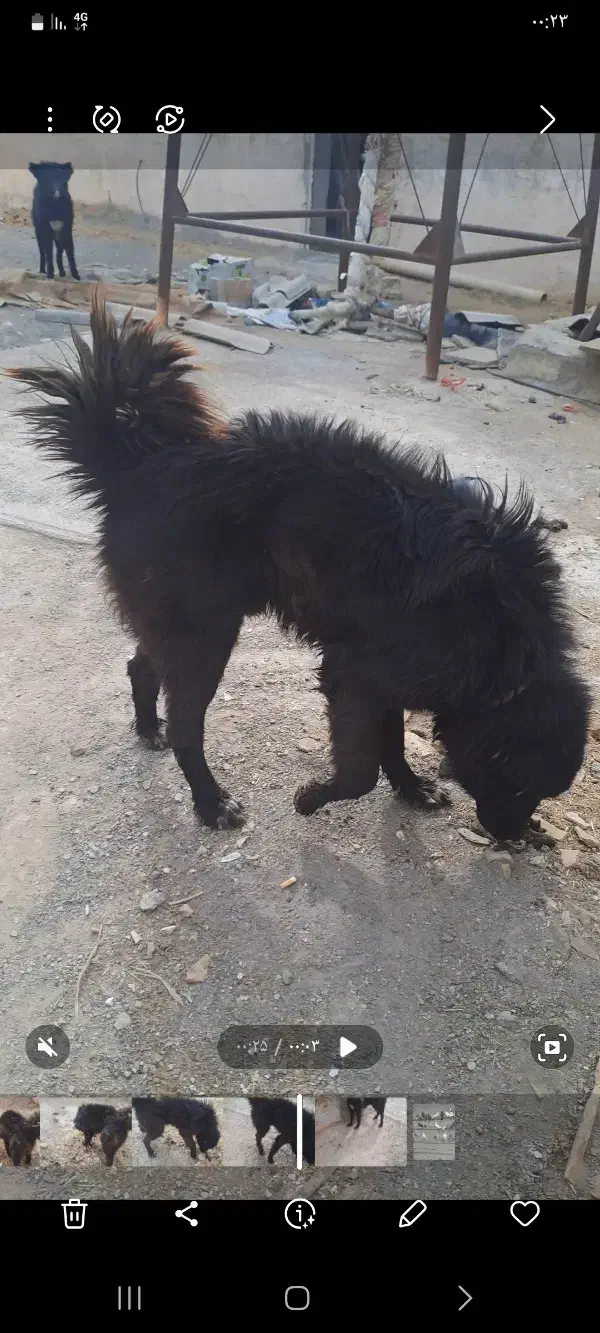 واگذاری سگ|سگ|نجفآباد, یزدانشهر|دیوار