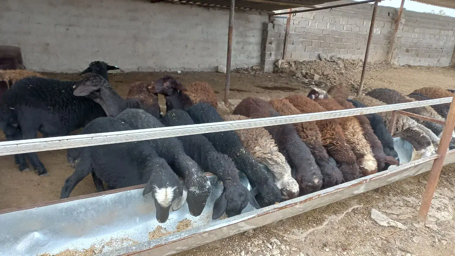 بره پرواری پای پروار|حیوانات مزرعه|نکا, |دیوار