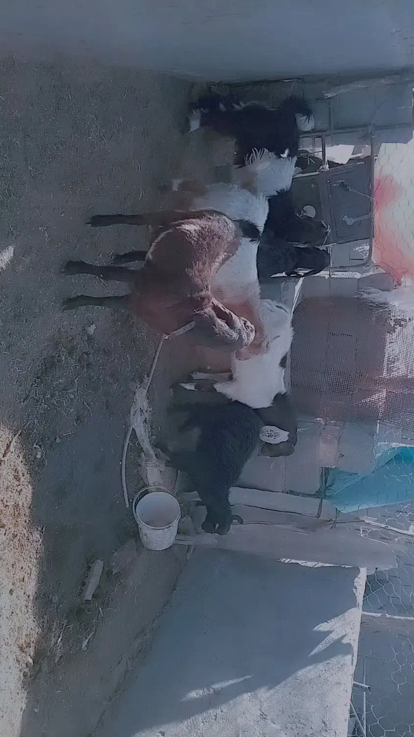 فروش 12راس بزغاله پاکستانی نر ماده چاق|حیوانات مزرعه|خوسف, |دیوار