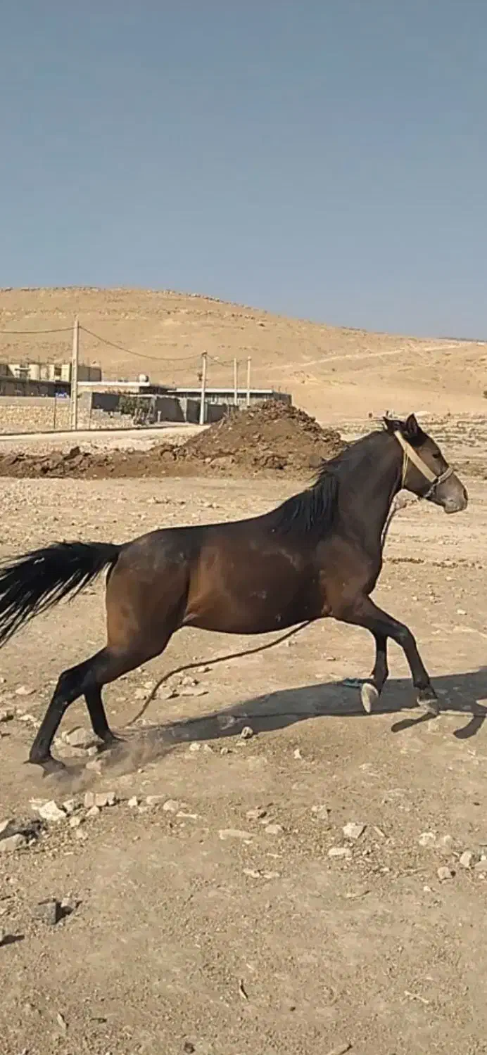 اسب فروشی|اسب و تجهیزات اسب‌سواری|دهدشت, |دیوار