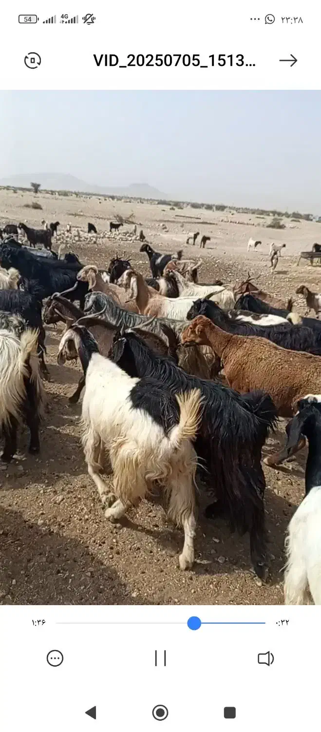 30راس بز آبستن و کهره دار داشتی بفروش میرسد|حیوانات مزرعه|شیراز, منصورآباد|دیوار