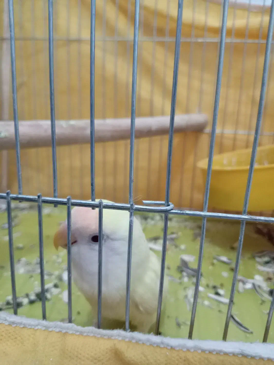 کوتوله دستی و نیمه دستی|پرنده|نجفآباد, یزدانشهر|دیوار