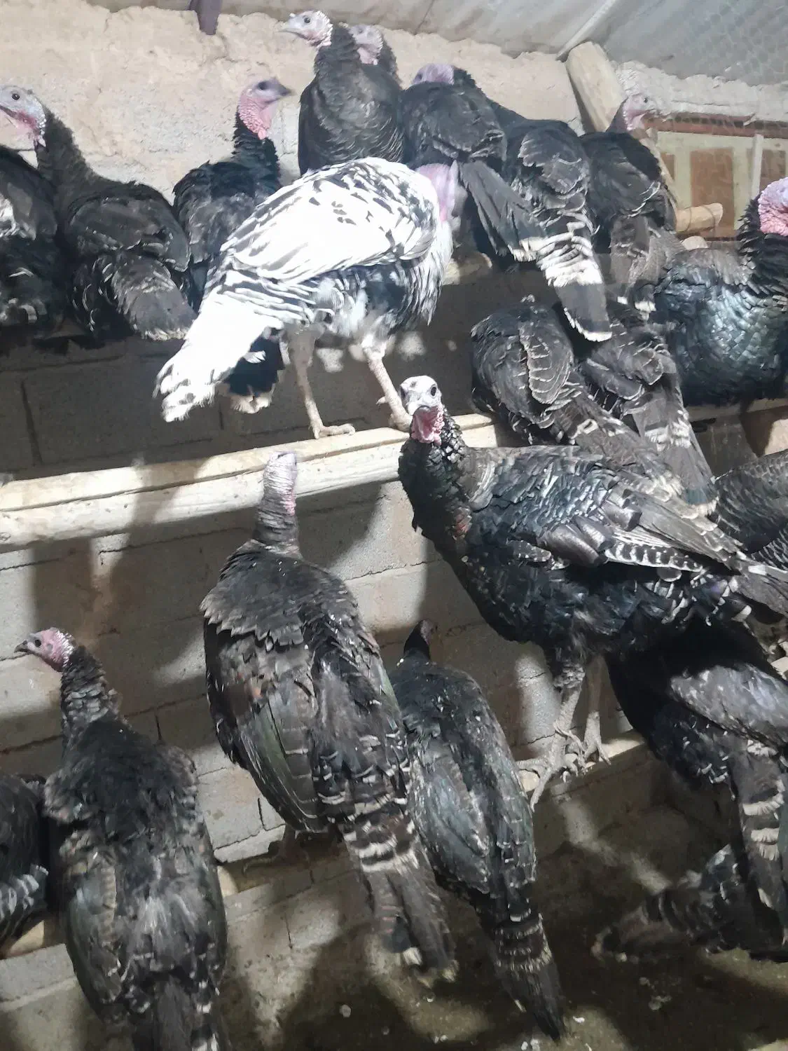 بقلمون  محلی|حیوانات مزرعه|درگزین, |دیوار